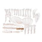 Sheep skeleton, f, Disarticulated, 1021026 [T300361fU], Çiftlik Hayvanlar