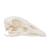 Goose Skull, 1021035 [T30042], Ornitoloji (kuş bilimi) (Small)