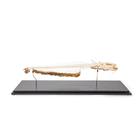 Catfish Skeleton, Articulated, 1020964 [T300461], İktiyoloji (balık bilimi)