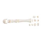 Horse metacarpal bones, 1021067 [T30068], Tek parmaklilar (Perissodactyla)