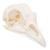 Chicken Skull, 1020968 [T30070], Ornitoloji (kuş bilimi) (Small)