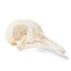 Pigeon Skull, 1020984 [T30071], Ornitoloji (kuş bilimi)