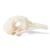 Pigeon Skull, 1020984 [T30071], Ornitoloji (kuş bilimi) (Small)