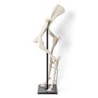 Front and Hind Legs of a Horse (Equus ferus caballus), Specimen, 1021052 [T30073], Karşılaştırmalı Anatomi