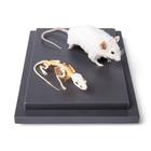 Mouse and Mouse Skeletons in show case, 1021039 [T310011], Kemirgenler (Rodentia)