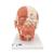 Baş ve Boyun Kas Modeli - 3B Smart Anatomy, 1001239 [VB127], Baş Modelleri (Small)