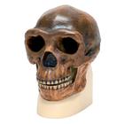 Antropolojik Kafatası - Sinantropus, 1001293 [VP750/1], Antropolojik Kafatasları