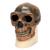 Antropolojik Kafatası - Sinantropus, 1001293 [VP750/1], Antropolojik Kafatasları (Small)
