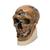 Antropolojik Kafatası - La Chapelle aux Saints, 1001294 [VP751/1], Antropolojik Kafatasları (Small)