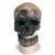 Antropolojik Kafatası - Cro Magnon, 1001295 [VP752/1], Kafatası Modelleri (Small)