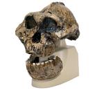 Antropolojik kafatası - KNM-ER 406 (Australopithecus Boisei), 1001298 [VP755/1], Antropolojik Kafatasları