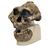 Antropolojik kafatası - KNM-ER 406 (Australopithecus Boisei), 1001298 [VP755/1], Kafatası Modelleri (Small)