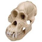 Orangutan (Pongo Pygmaeus) Erkek Kafatası, 1001300 [VP761/1], Biyolojik Antropoloji