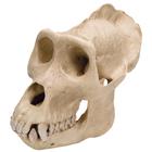 Goril (Gorilla Gorilla) Erkek Kafatası, 1001301 [VP762/1], Biyolojik Antropoloji