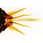 The Honey Bee (Apis mellifica), Portekizce (18'li), 1004212 [W13340P], Portekizce