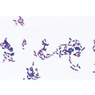 Patojenik Bakteri, İngilizce (25'li), 1004249 [W13424], Ingilizce