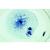 Mitoz ve Mayoz Seti I - İngilizce, 1013468 [W13456], Bitki hücresi (Small)