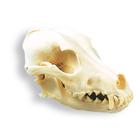 Köpek Kafatası (Canis domesticus), 1005104 [W19010], Stomatolojinin