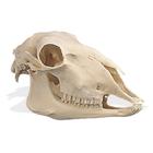 Koyun Kafatası (Ovis aries), 1005105 [W19011], Çatal tirnaklilar (Artiodactyla)