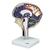 Beyin ve Omurilik Sıvısı Dolaşımı Modeli, 1005114 [W19027], Beyin Modelleri (Small)