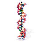 DNA Modeli - 22 katmanlı, miniDNA® Kit, 1005297 [W19762], DNA yapisi ve Fonksiyonu