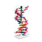 DNA Modeli - 12 katmanlı, miniDNA® Kit, 1005298 [W19763], DNA yapisi ve Fonksiyonu