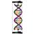 Çift Sarmal DNA Modeli, Öğrenci Kiti, 1005300 [W19780], DNA yapisi ve Fonksiyonu (Small)