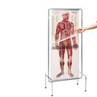 "Thin Man" - Katmanlı İnsan Anatomisi, 1005548 [W42532], Muscle