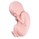 L10/6 için yedek fetus, 1020701 [XL004], Yedek Parça