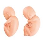 5 aylık ikiz fetüs için yedek fetüs, 1020702 [XL005], Yedek Parça